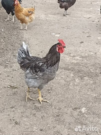 Молодые петухи