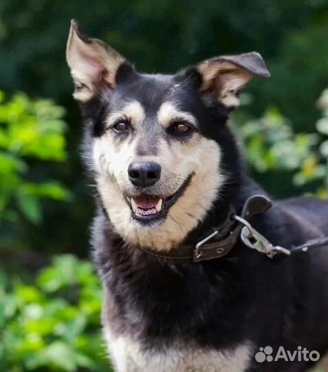 Собака в добрые руки