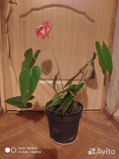 Красивый цветок