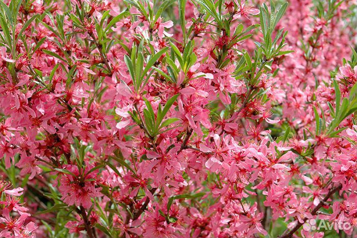 Растения для сада