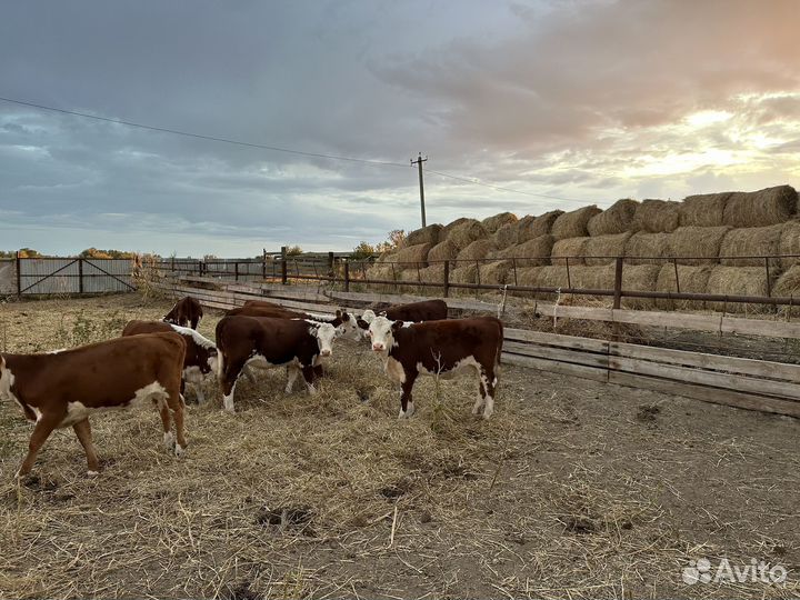 Бык племенной и телочки