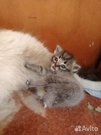 Невская кошечка