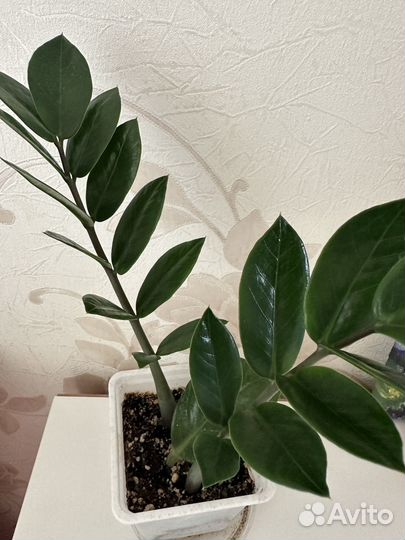 Замиокулькас