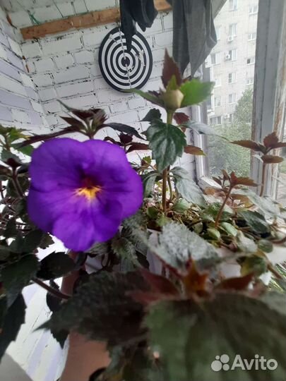 Ахименес с горшком