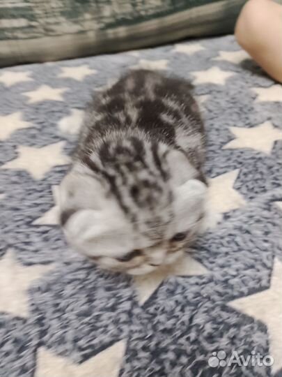 Шотландская