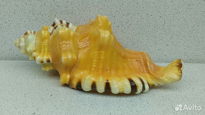 Циматиум Лоториум 12,8 морская ракушка раковина