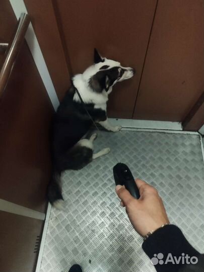 Сибирский хаски