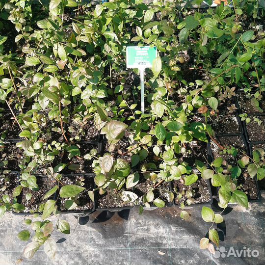 Голубики саженцы, 13 сортов, трёхлетки