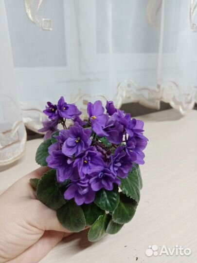 Мини фиалки
