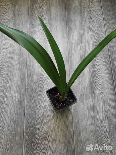 Гиппеаструм