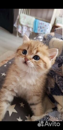 Британская серебристая шиншилла