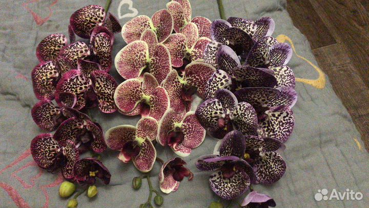 Орхидеи интерьерные