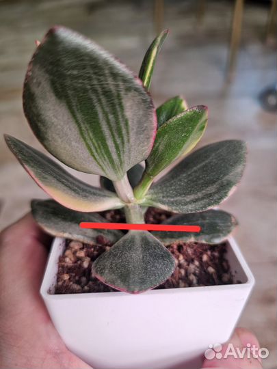 Крассулы сортовые