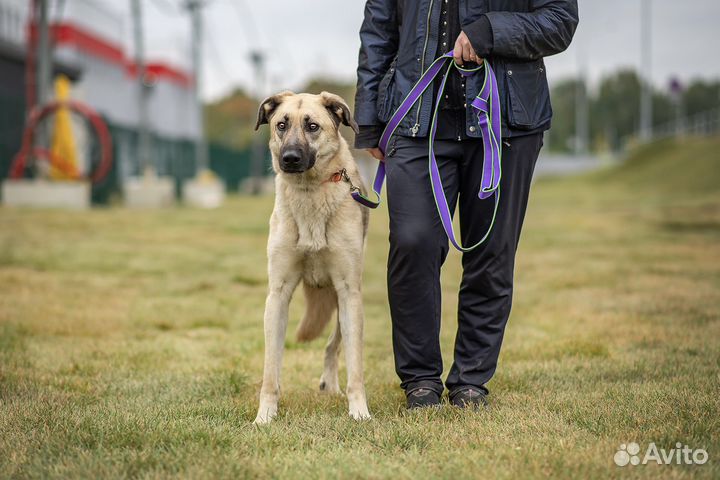 Вайт в добрые руки