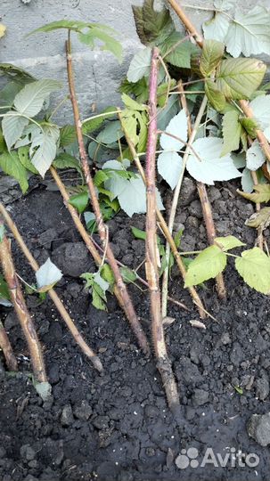 Саженцы малины