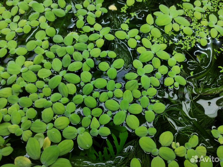 Растение для аквариума пистия