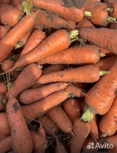Морковь оптом