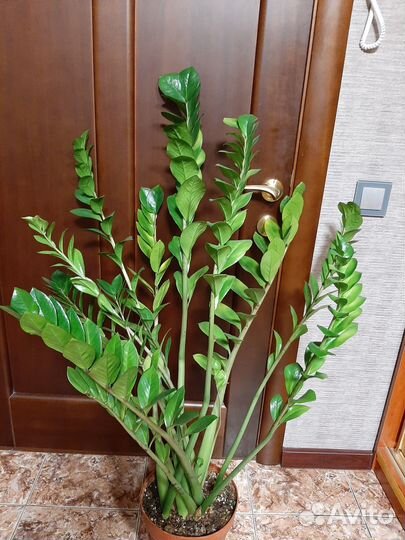 Замиокулькас. 130см