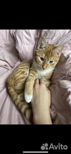 Отдаю в добрые руки