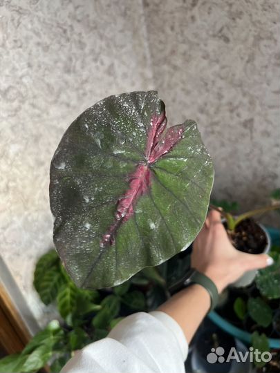 Колоказия Madeira Star новый сорт