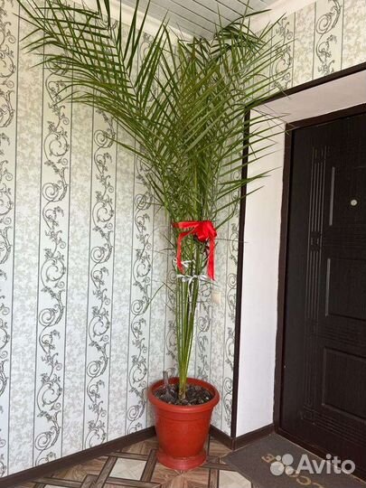 Продам финик