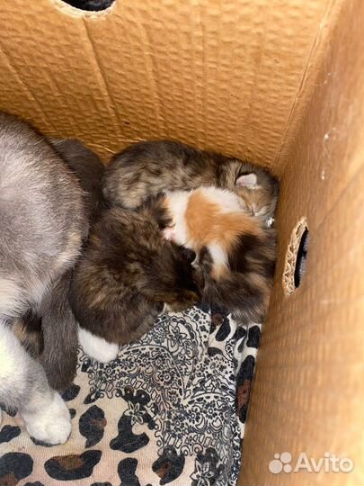 Котята в добрые руки
