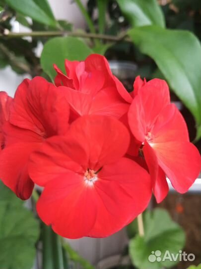 Цветы комнатные