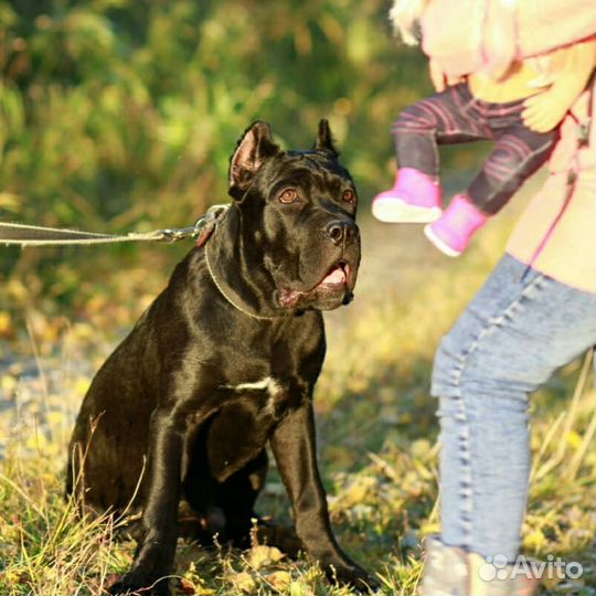 Вязка Кане-корсо
