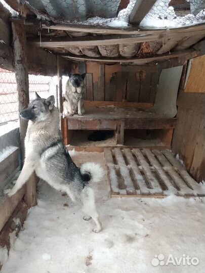 Норвежская лосиная лайка-элькхунд серый