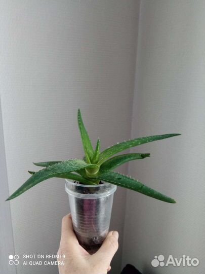 Алоэ вера (детка)