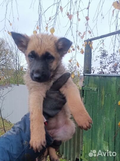 Щенок мальчик