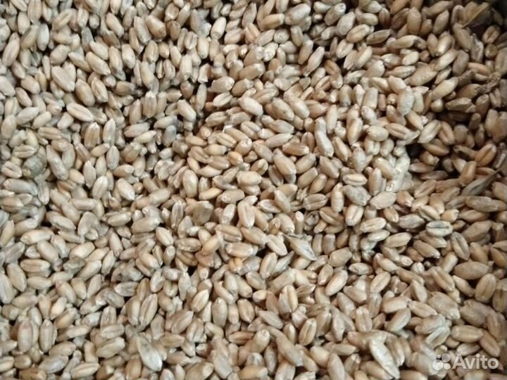 Зерно, пшеница, овёс, ячмень,дроблёнка. Доставка