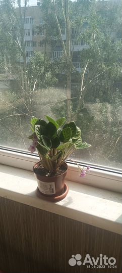 Фиалки фиолетовые