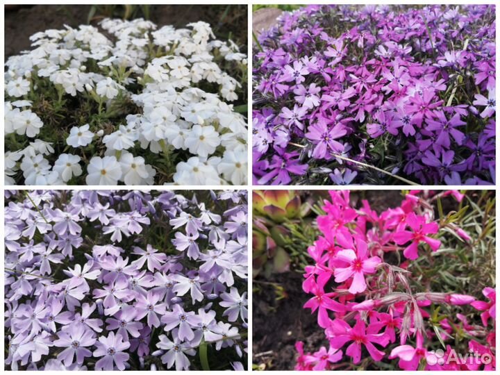 Флокс шиловидный