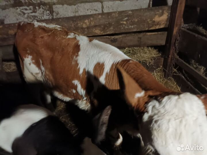 Корова с теленком