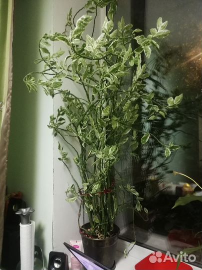 Педилантус