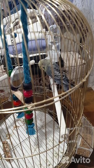 Волнистый попугай с клеткой