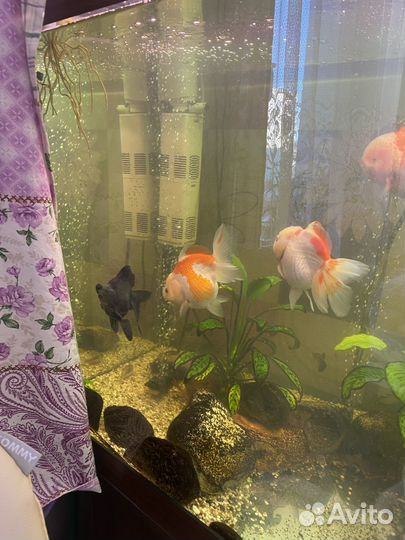 Золотые рыбки оранда