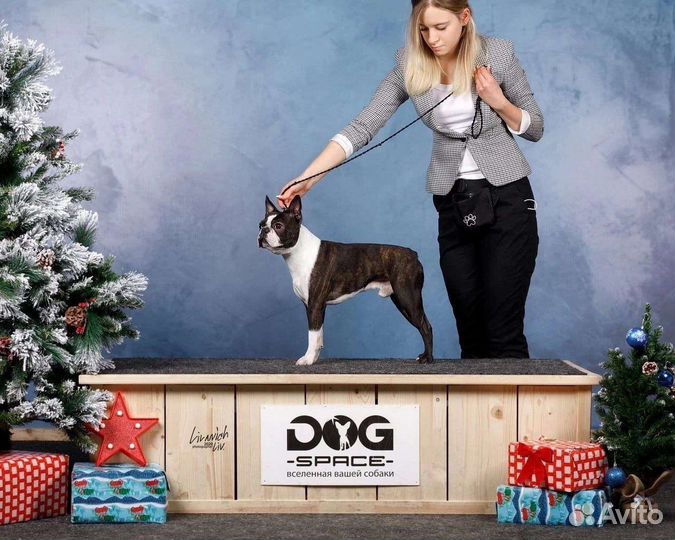 Щенки бостон терьер