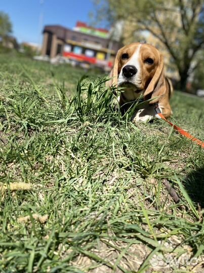 Бигль вязка