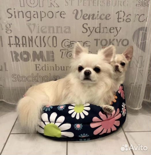 Чихуахуа Вязка кобель Крем Чемпион