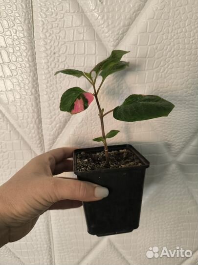 Альтернатера