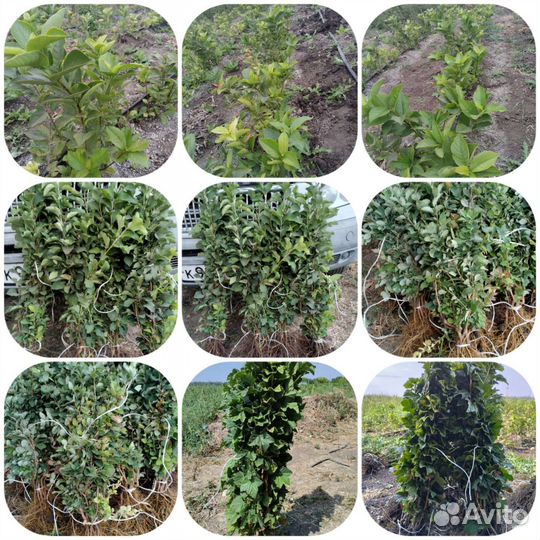 Плодовые саженцы и кустарники