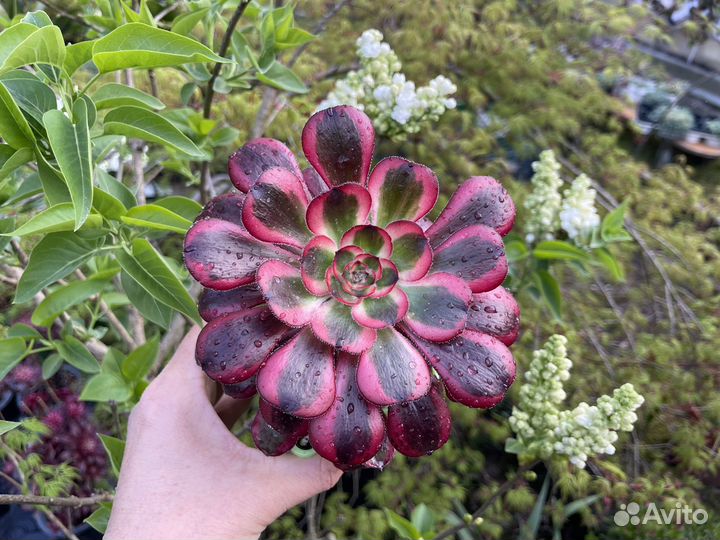 Эониумы вариегатные