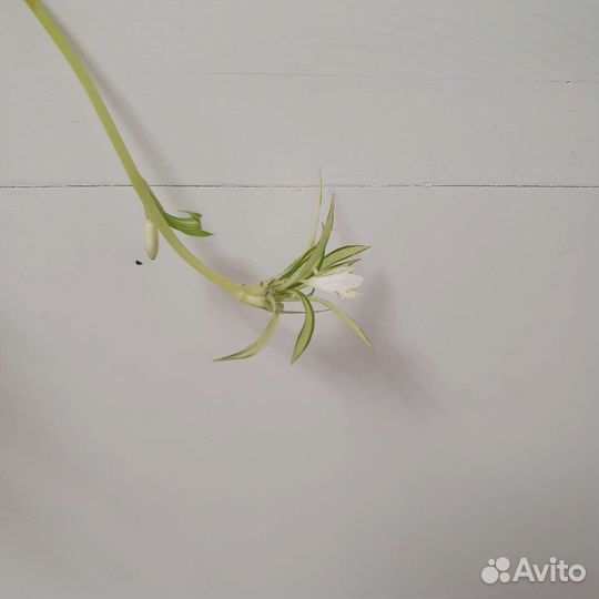 Хлорофитум кудрявый