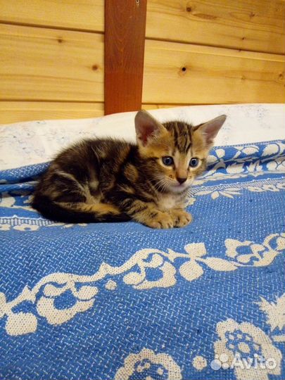 Котята метисы бенгал
