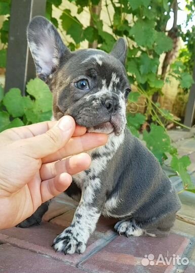 Французский бульдог щенки голубой