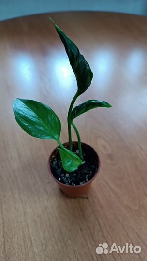 Набор эпипремнумов