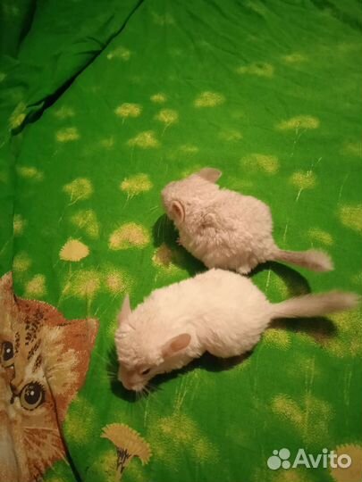 Шиншилла мальчики Бело-розовый эбони