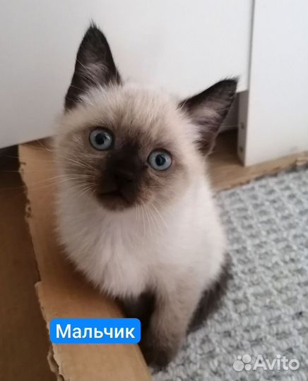 Шотландские котята 1 вислоухая, 2 прямоухих